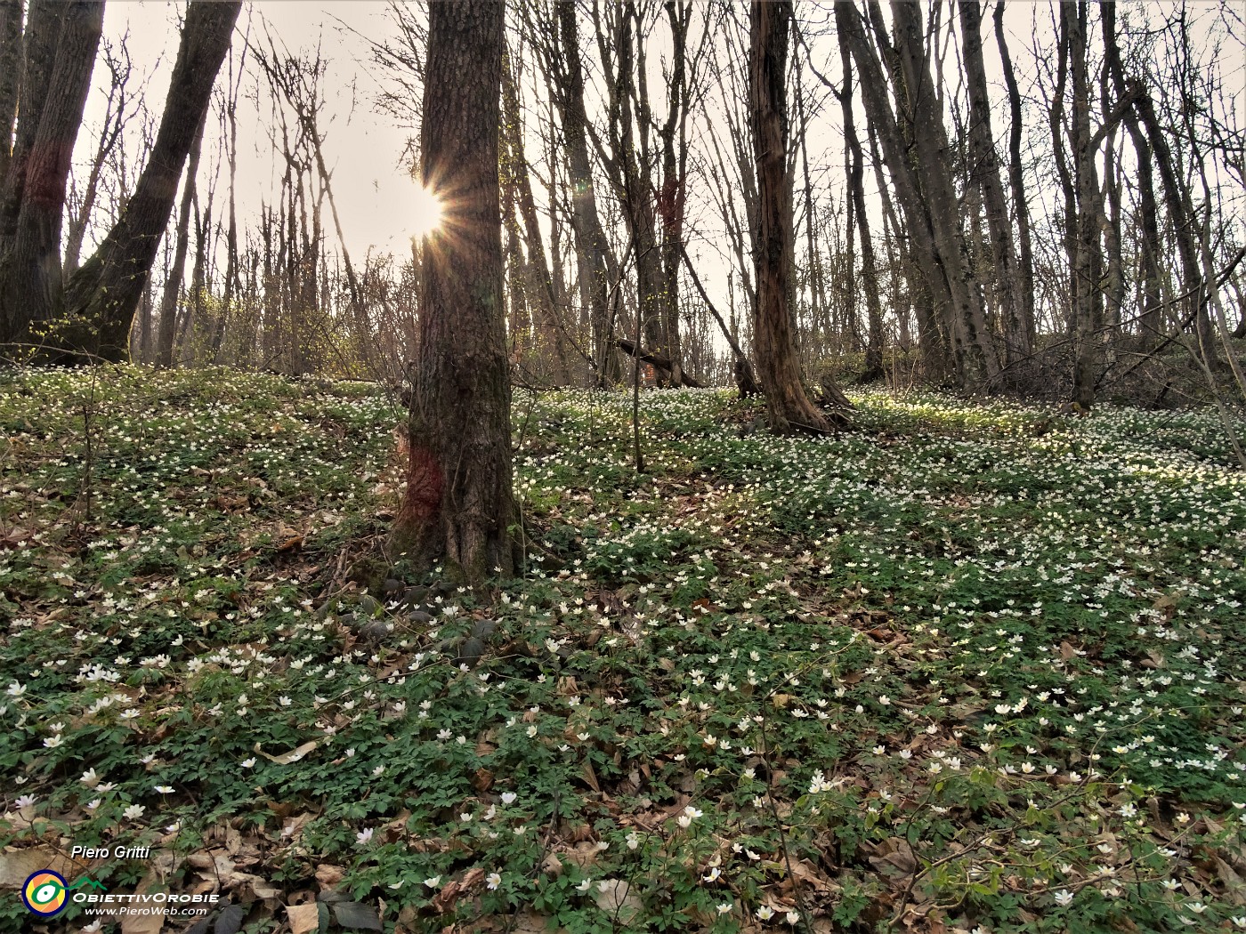 46 Distese di anemoni dei boschi (Anemonoides nemorosa).JPG